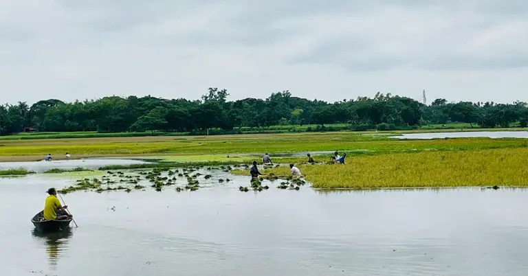 পানিতে তলিয়ে যাওয়া একটি ধানক্ষেতের ছবি